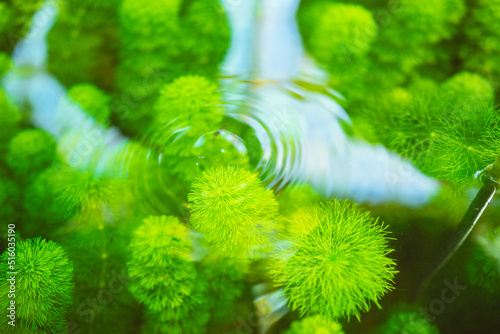 Tablou pe pânză green algae underwater in the river landscape riverscape, ecology nature