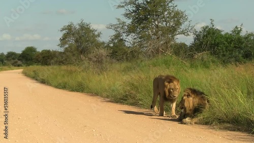 A Smooth Steady clip of an old male lion greeting a young male lion on the side of a dirt road in South Africa