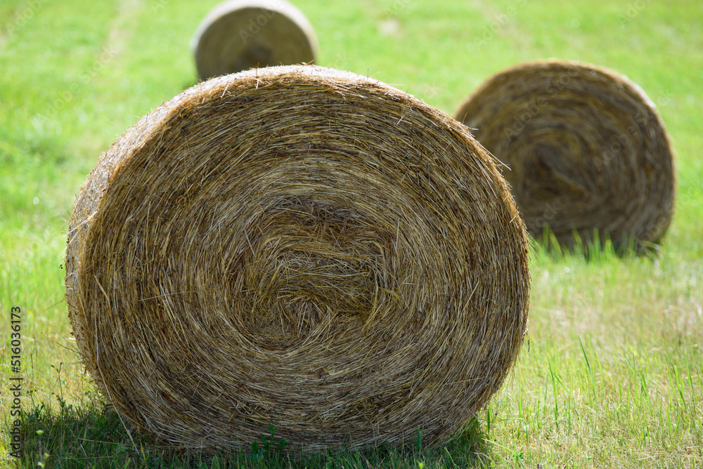 beautifully pressed round rolls of hay on a sunny summer day in a green meadow beautifully pressed round rolls of hay on a sunny summer day in a green meadow