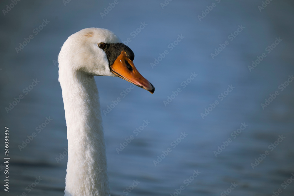 Portrait de cygne Portrait de cygne