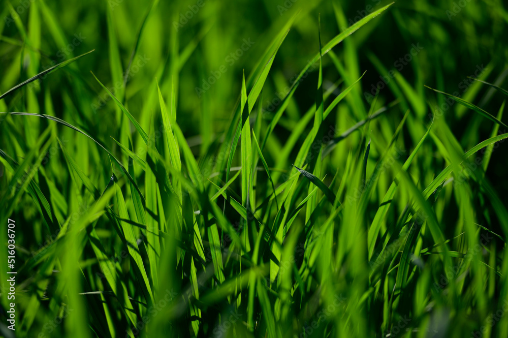 Fototapeta premium 夏の稲