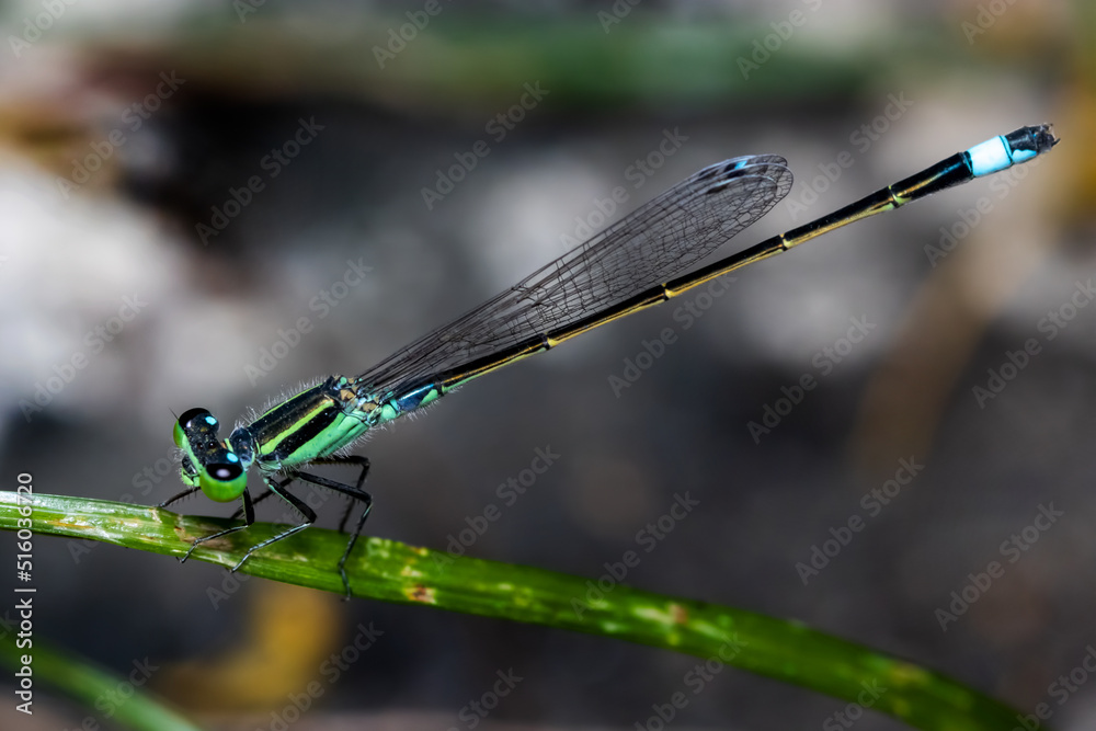 Beautiful Little Green Black Damselfly On Leaf Beautiful Little Green Black Damselfly On Leaf