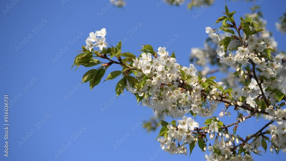 桜 桜