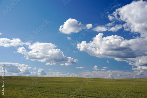 Rural landscape. Horizon. Perspective. White clouds. Blue sky. Summer. Noon