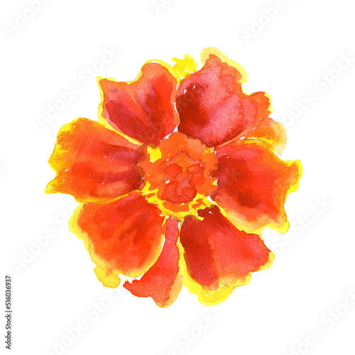 Marigold flower.Hand drawn Illustration in watercolor isolated on a white background