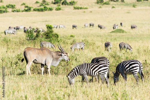 Fototapeta Naklejka Na Ścianę i Meble -  Common eland and a herd of zebras, Maasai Mara National Reserve, Kenya