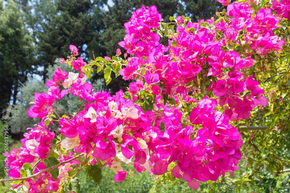 Fototapeta premium Bougainvillea Glabra bract with magenta flowers 