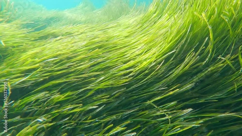 posidonias poseidonias plants move gently in Cabo de Gata beach , Almeria , Spain , 4k video footage