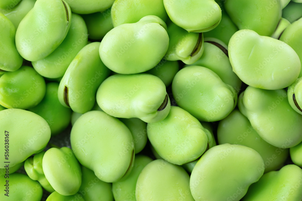 A heap of fresh harvested Vicia faba, also known as broad bean, fava bean,  or faba bean isolated. Photos