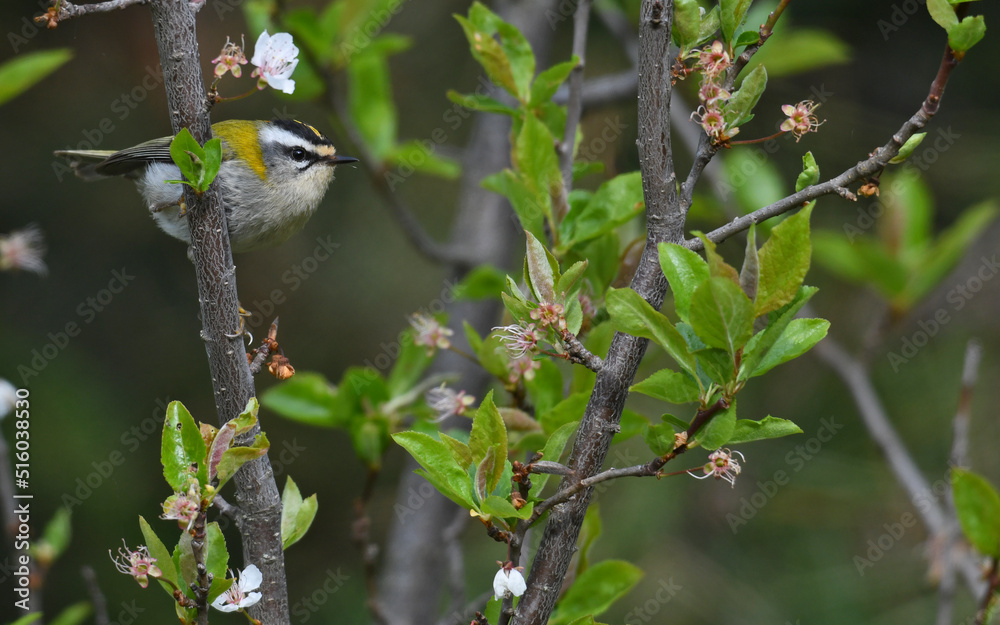 Sommergoldhähnchen // Common firecrest (Regulus ignicapilla) Sommergoldhähnchen // Common firecrest (Regulus ignicapilla)