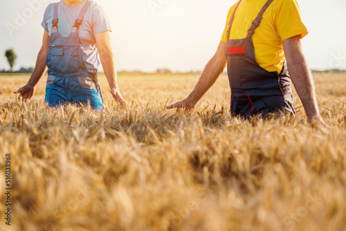 Two farmer awalking through wheat field in warm sunny day. photo