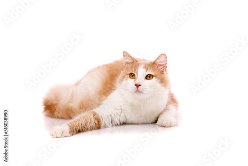 Adult cat lies in funny poses on a white background. Friendly pet.