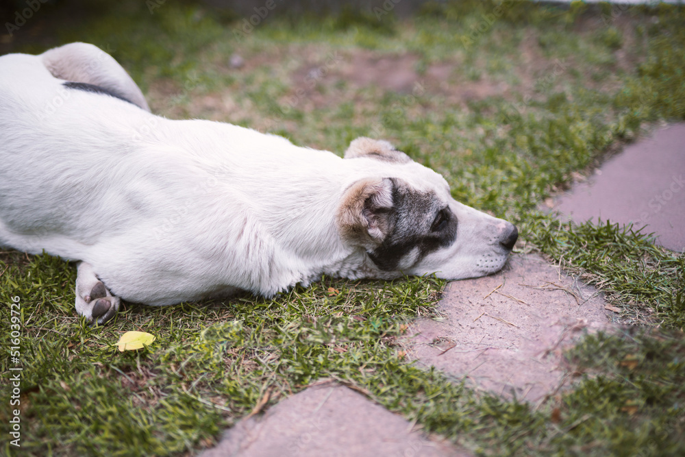 Central Asian Shepherd Dog (Alabai) lies on the green grass. Dog with light hair. High quality photo
