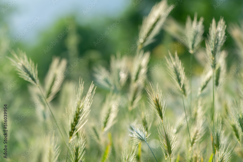 Closeup of ears of wild cereal crops at daylight sway in wind, selective soft focus. Summer landscape, blurred background. Sunlit decorative green grass. Low DOF Closeup of ears of wild cereal crops at daylight sway in wind, selective soft focus. Summer landscape, blurred background. Sunlit decorative green grass. Low DOF