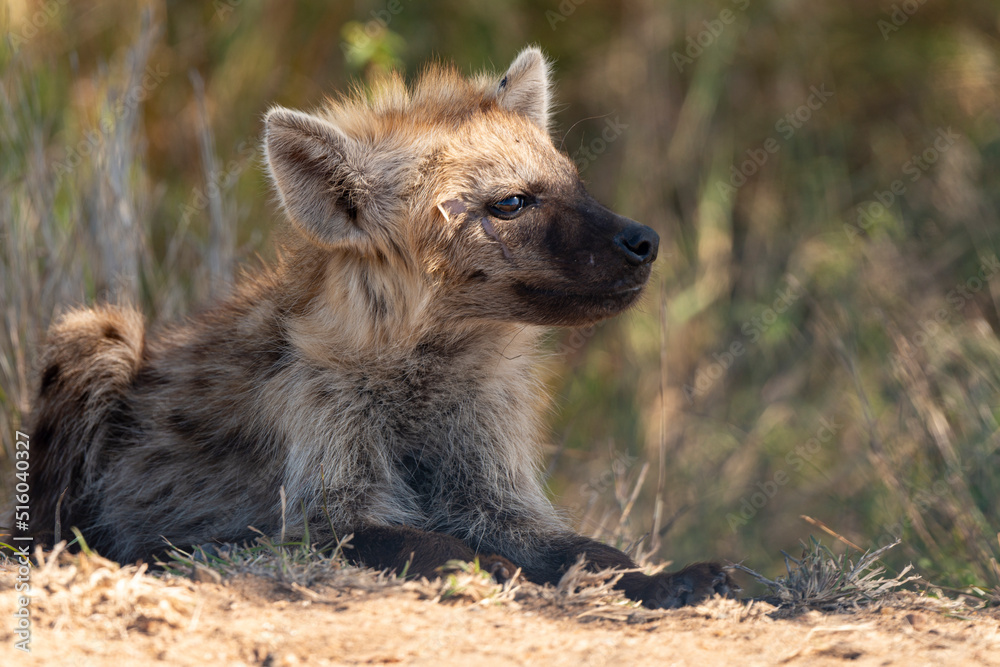 Hyène tachetée, jeune, Crocuta crocuta, Afrique du Sud Hyène tachetée, jeune, Crocuta crocuta, Afrique du Sud