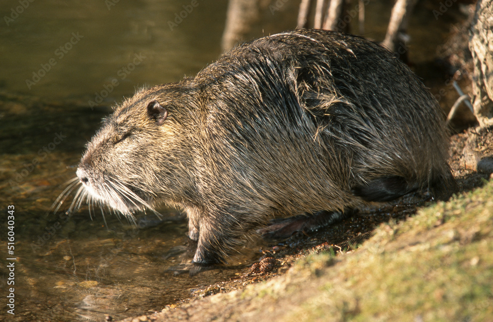 Ragondin,  Myocastor coypus