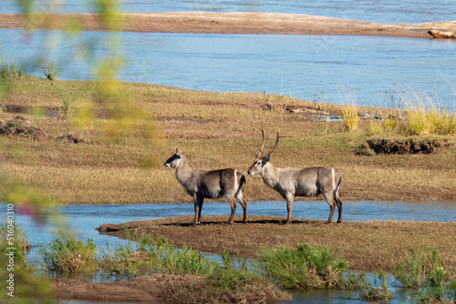 Cobe à croissant , accouplement, Waterbuck, Kobus ellipsiprymnus, Parc national du Pilanesberg, Afrique du Sud