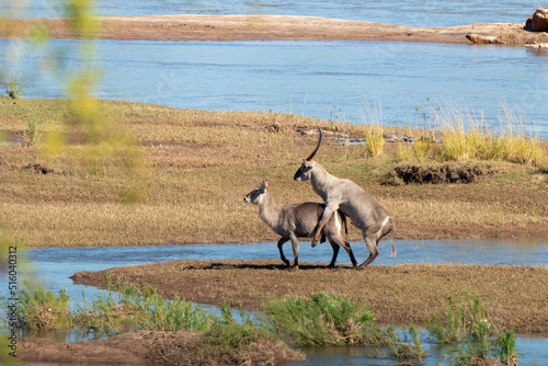 Cobe à croissant , accouplement, Waterbuck, Kobus ellipsiprymnus, Parc national du Pilanesberg, Afrique du Sud