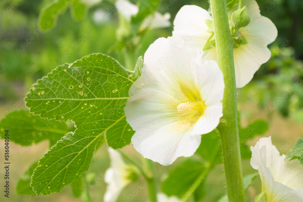 Close-up of beautiful white delphinium flower with green leaf Close-up of beautiful white delphinium flower with green leaf