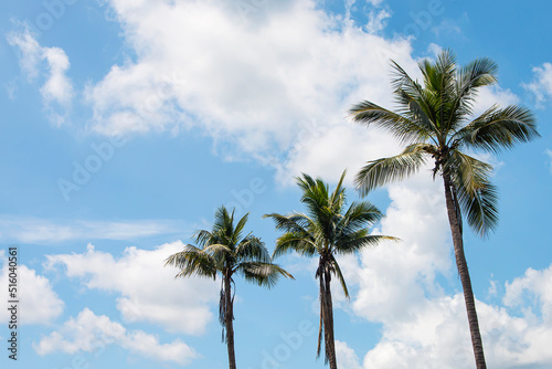coconut tree on bright sky background.