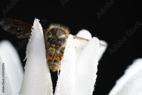 Fototapeta Naklejka Na Ścianę i Meble -  bee on a flower
