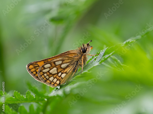 Chequered skipper or arctic skipper (Carterocephalus palaemon) butterfly on green plant