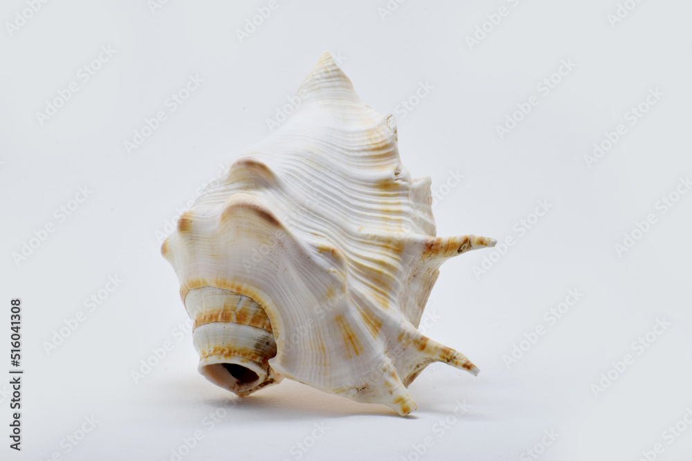 Naklejka premium Beautiful cunch isolated on white background.