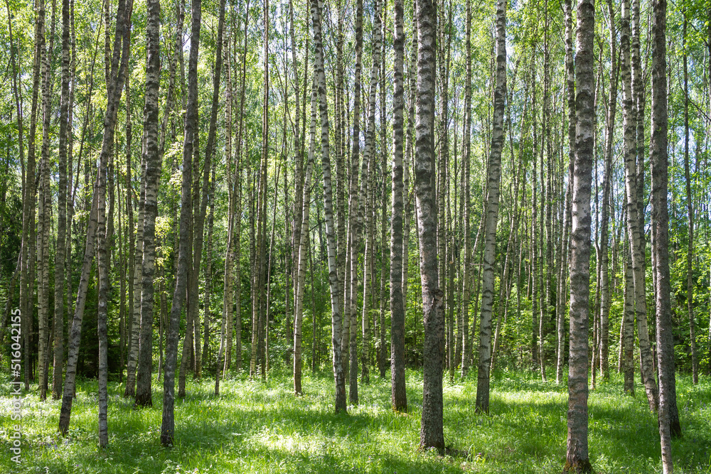 Fototapeta premium Birch forest in the summer in the evening, white tree trunks in the green foliage and the glare of the sun