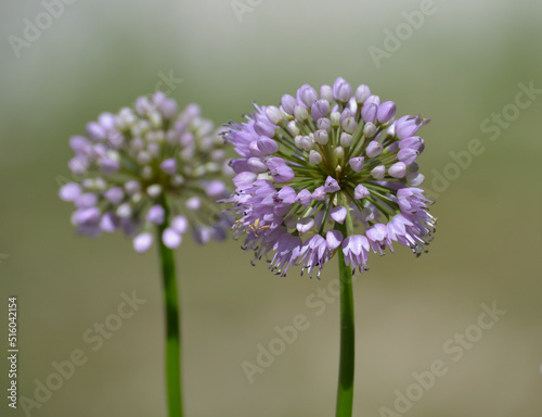 Ail des ours en fleurs