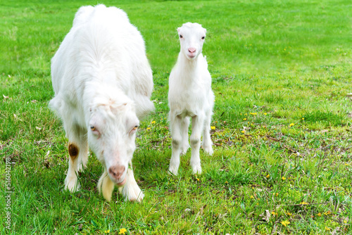White goat with kid on green grass