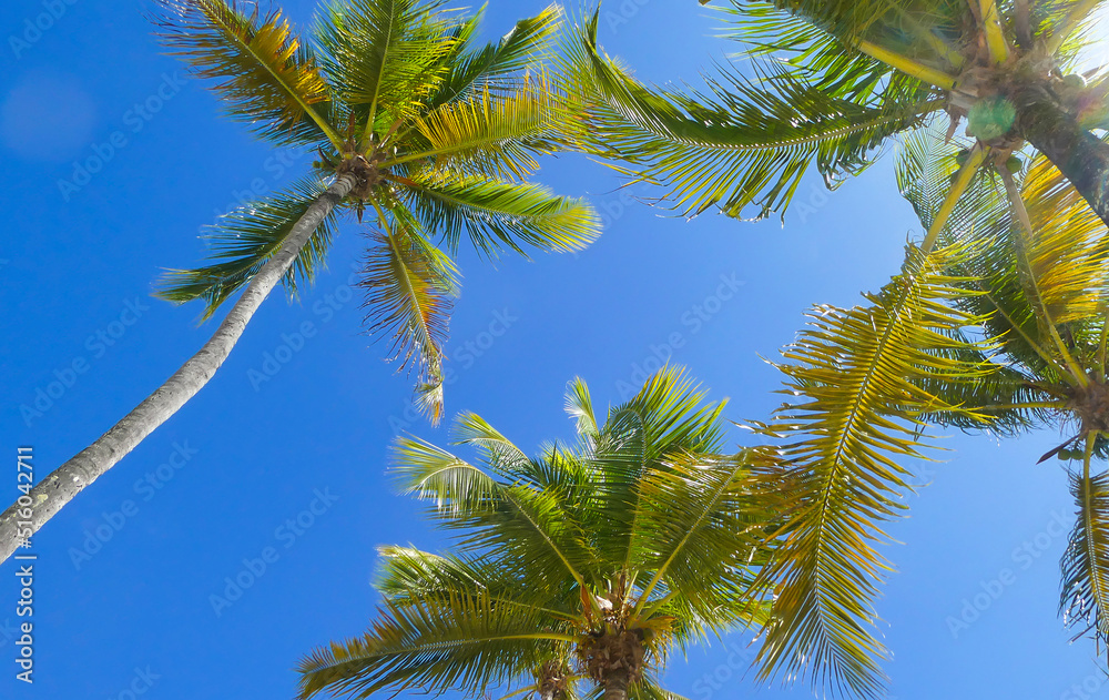Palm trees under a blue sky Palm trees under a blue sky