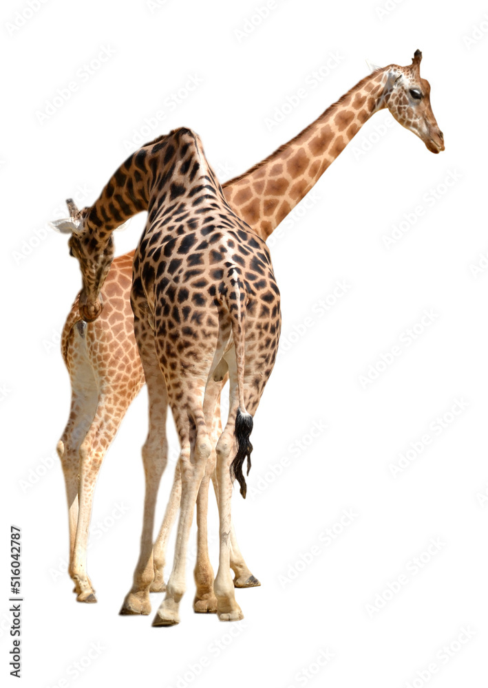 Two male and female giraffes (Giraffa camelopardalis) isolated on white background