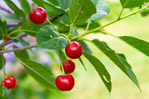 A new harvest of Cherries hangs on a branch of a cherry tree. Gardening concept