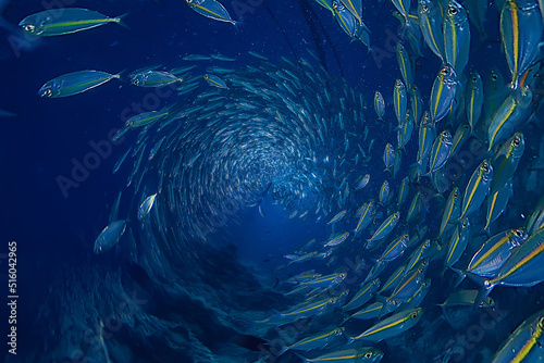 Photography flock of many fish underwater abstract background