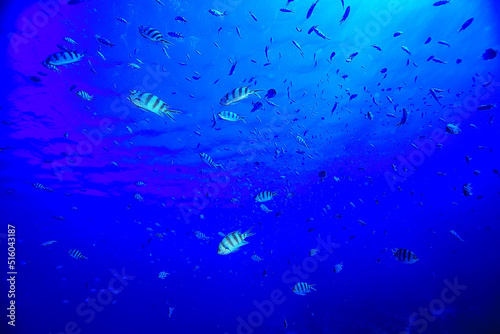 flock of fish in the sea background underwater view