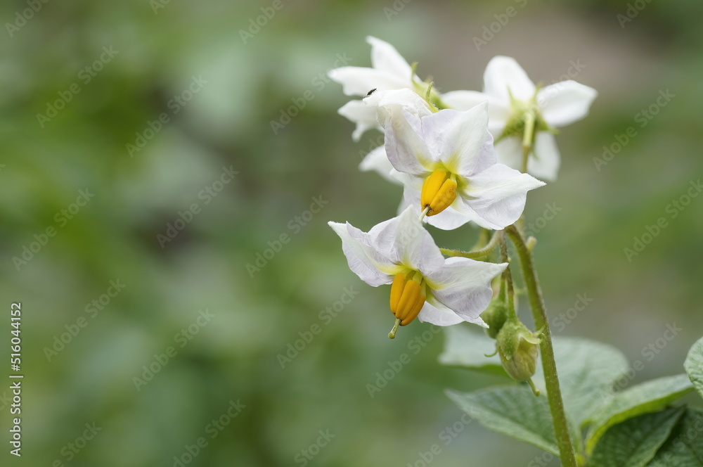 Kartoffel (Solanum tuberosum). Hier sind Kraut und Blüten zu sehen. Kartoffel (Solanum tuberosum). Hier sind Kraut und Blüten zu sehen.