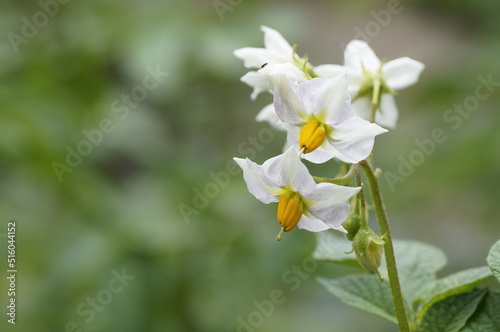 Kartoffel (Solanum tuberosum). Hier sind Kraut und Blüten zu sehen.