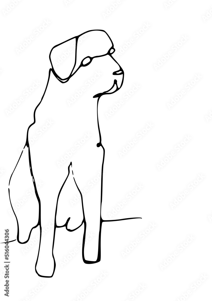 Fototapeta premium Labrador cute line art drawing