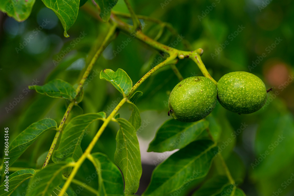 Twin young green walnut fruits close up shot, space for text. Twin young green walnut fruits close up shot, space for text.