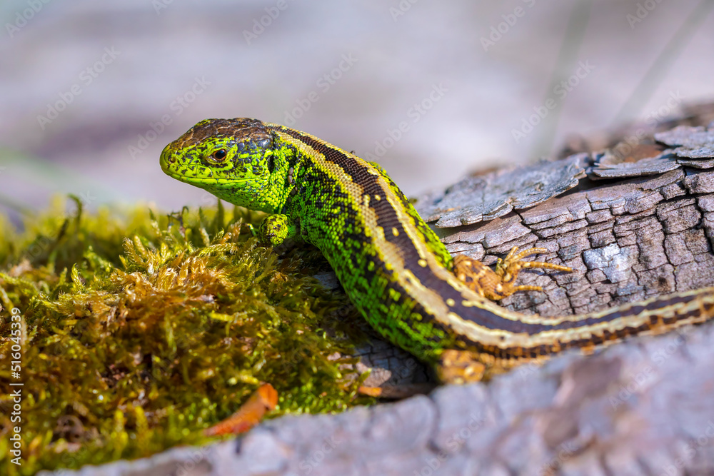 Obraz premium Sand lizard, Lacerta agilis, green male