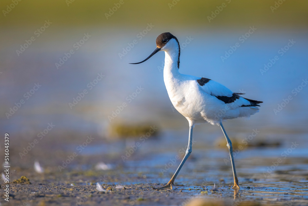 Pied Avocet, Recurvirostra avosetta; parent and chick foraging Pied Avocet, Recurvirostra avosetta; parent and chick foraging