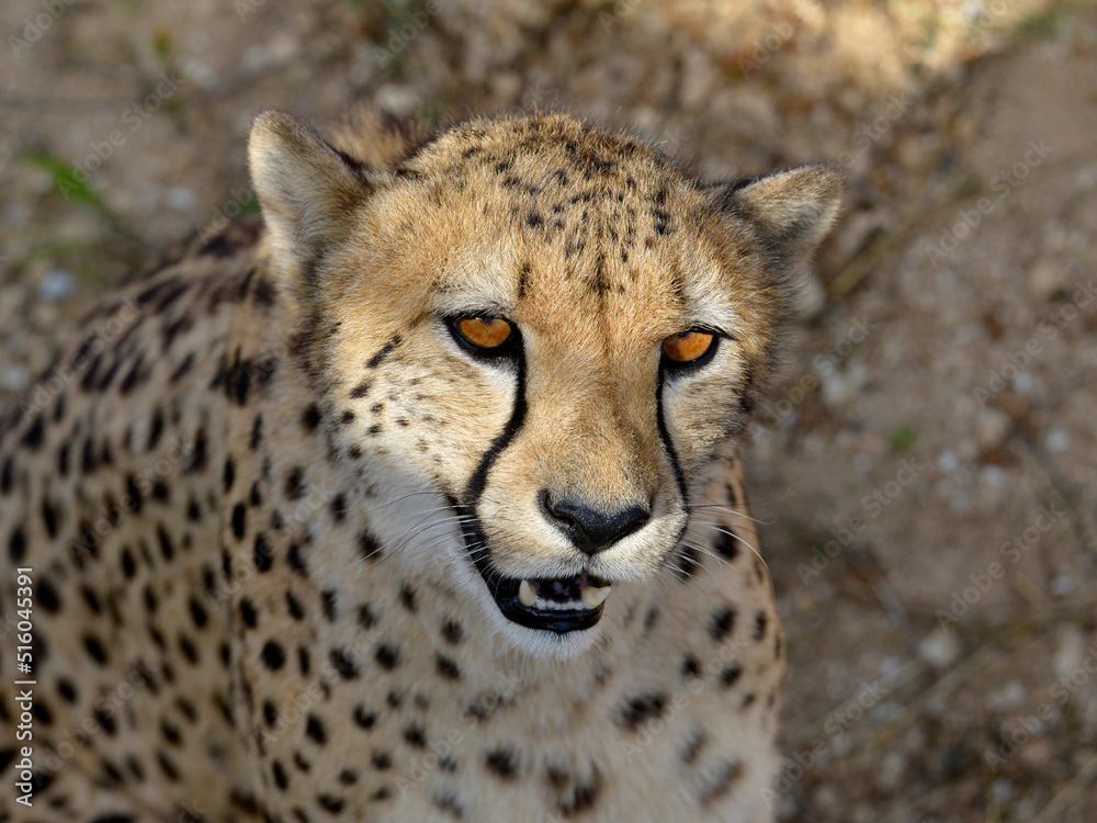 Portrait of African Cheetah (Acinonyx jubatus) Portrait of African Cheetah (Acinonyx jubatus)