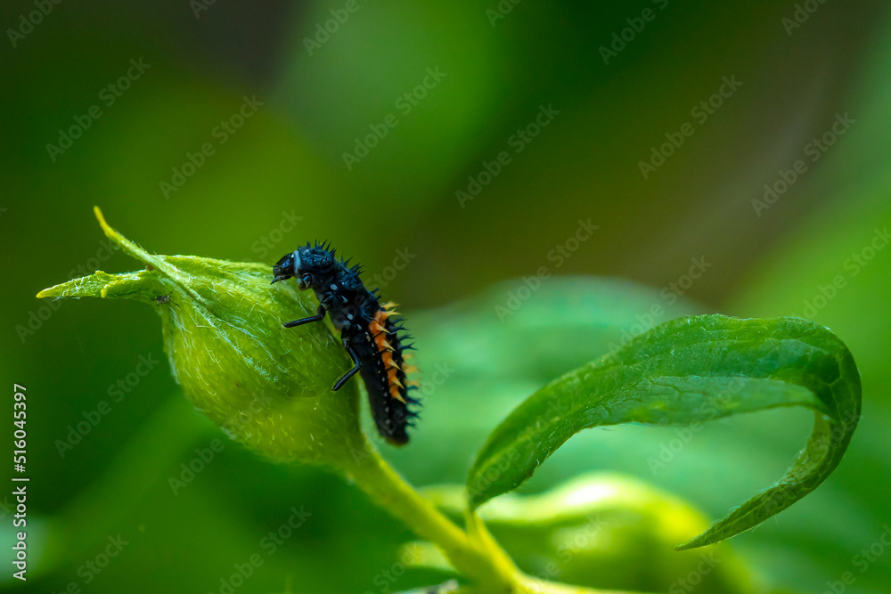Ladybug larva insect Coccinellidae closeup Ladybug larva insect Coccinellidae closeup