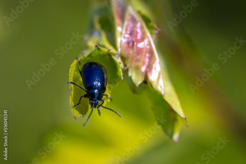 Closeup of a small alder leaf beetle, agelastica alni, insect climbing up on green grass and reeds