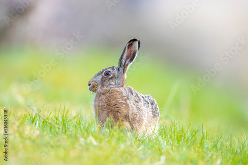 Wild European hare, lepus europaeus, sitting in grass