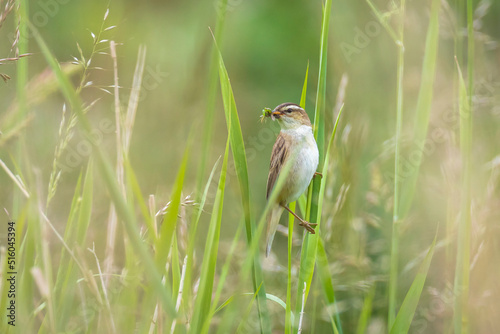 Sedge Warbler, Acrocephalus schoenobaenus, building a nest photo