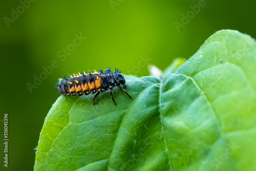 Tableau sur toile Ladybug larva insect Coccinellidae closeup