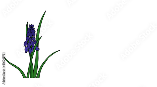 Foto grape hyacinth