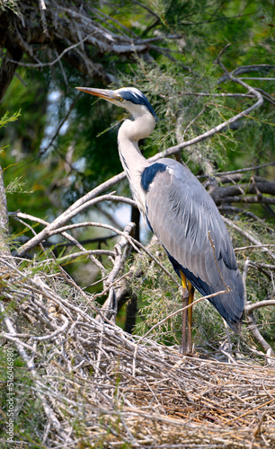 Grey heron (Ardea cinerea) perched in its nest in the Camargue is a natural region located south of Arles in France, between the Mediterranean Sea and the two arms of the Rhône delta