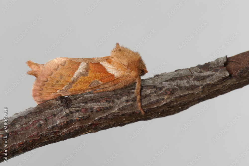 The orange swift or orange moth (Triodia sylvina) The orange swift or orange moth (Triodia sylvina)
